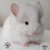 Адам Гордон Фарева Янг